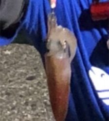 イカアコウ狙い