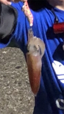 イカアコウ狙い