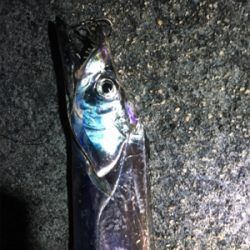 タチウオ入れ食い