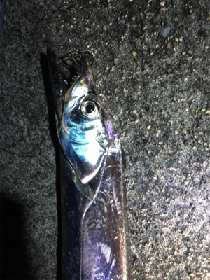 タチウオ入れ食い