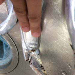 サーべリング(と言う名のアジング失敗