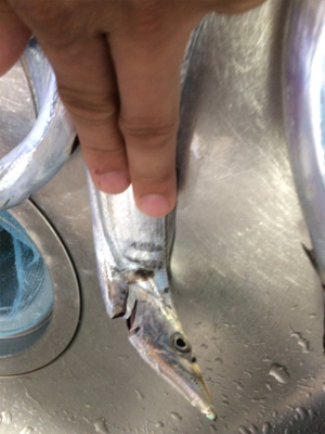 サーべリング(と言う名のアジング失敗