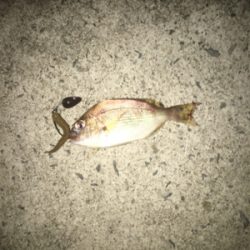 親父たちの釣行 第9弾 東舞鶴編