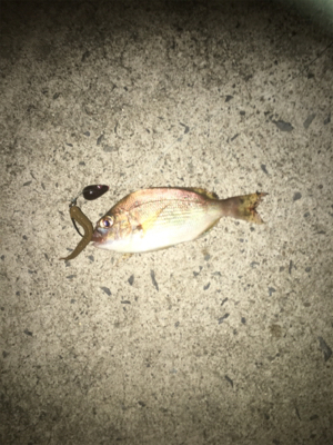 親父たちの釣行 第9弾 東舞鶴編