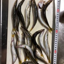 カマスパーティー