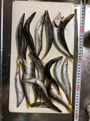 カマスパーティー