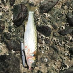 台風後も好調名港デイゲーム