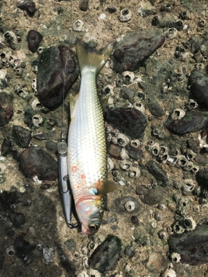 台風後も好調名港デイゲーム