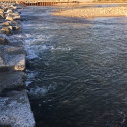 夕方ナマズ釣り