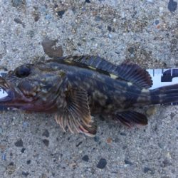 かもめ大橋にチヌ&五目釣り