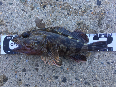 かもめ大橋にチヌ&五目釣り