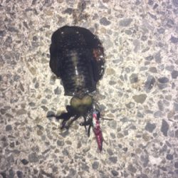 今年初のケンサキ