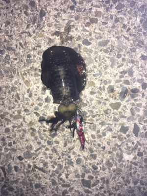 今年初のケンサキ