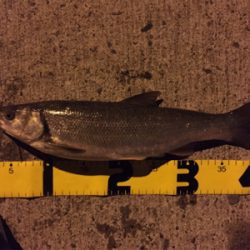 北海道旅行釣行2