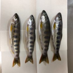 揖保川渓流釣り