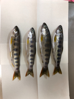 揖保川渓流釣り