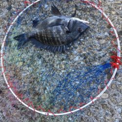 白波と濁りは最高！