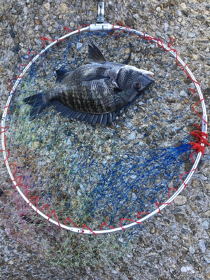 白波と濁りは最高！