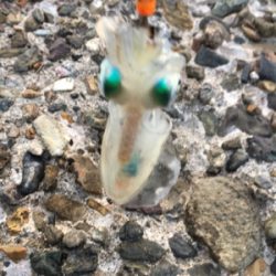 仕事終わりエギング