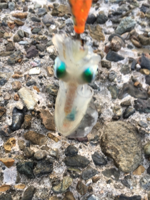 仕事終わりエギング