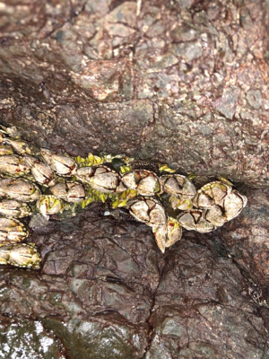 安定のガシラの筈が・・・