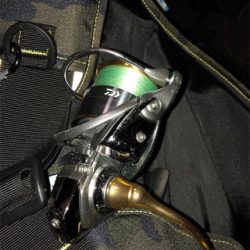 秋田港シーバス、マゴチ