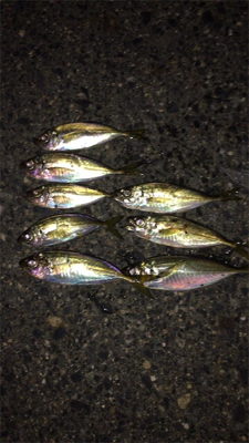 ランガン…ランラン？アジング