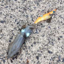 のんびり新子調査