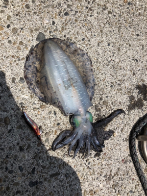 アオリイカ新子調査