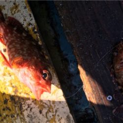 潮の早い場所と大潮の組み合わせ