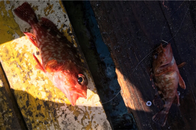 潮の早い場所と大潮の組み合わせ