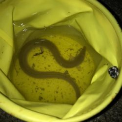 うなぎ釣りにてまさかの外道