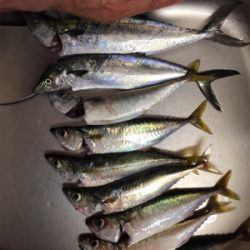 タチ狙いからのサバ祭り