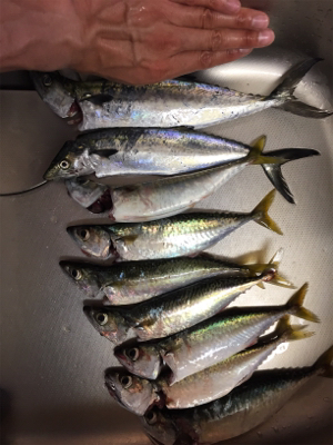 タチ狙いからのサバ祭り