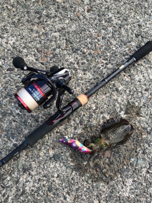 ちゃいちー新子イカ