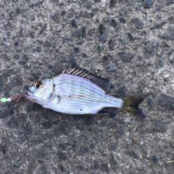 須賀港でハゼ釣り