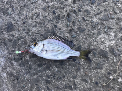 須賀港でハゼ釣り