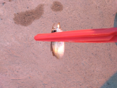 あじがいなくなった