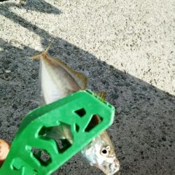 アラバマン撃沈！