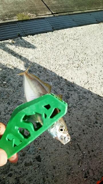 アラバマン撃沈！