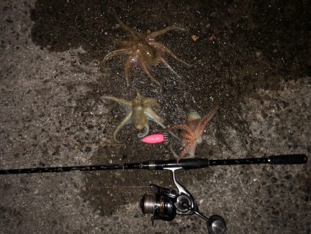 播磨オクトパッシング3