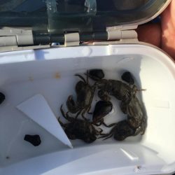 ヘチ釣りで珍客が!