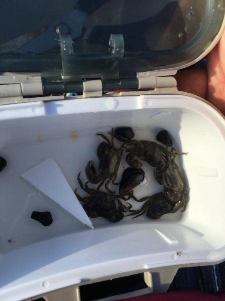 ヘチ釣りで珍客が!