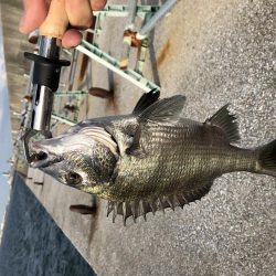 またまた夕マヅメ