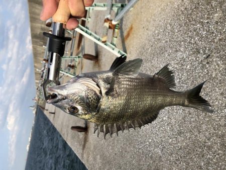 またまた夕マヅメ