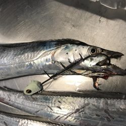 タチウオシーズン開幕宣言！！