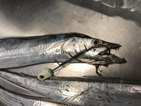 タチウオシーズン開幕宣言！！