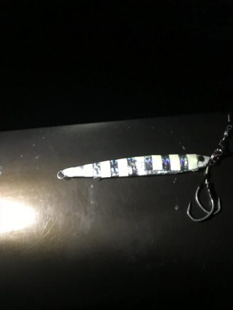 鯖さんこんばんはー