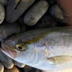 暑い中頑張ったっすよ？