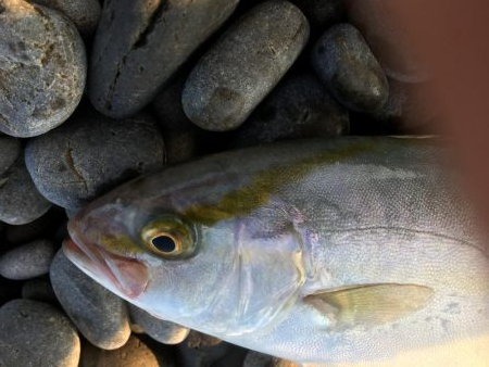 暑い中頑張ったっすよ？